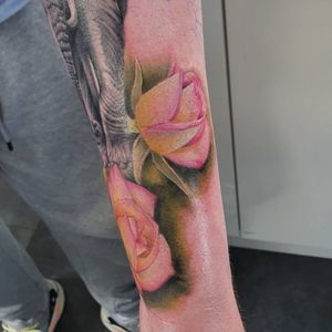 Colour realism roses
