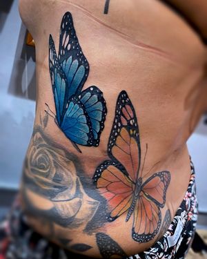 Blue and Monarch butterflies 🦋 
