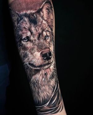 Wolf in Black and Grey
