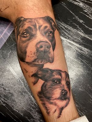 Dog portraits 