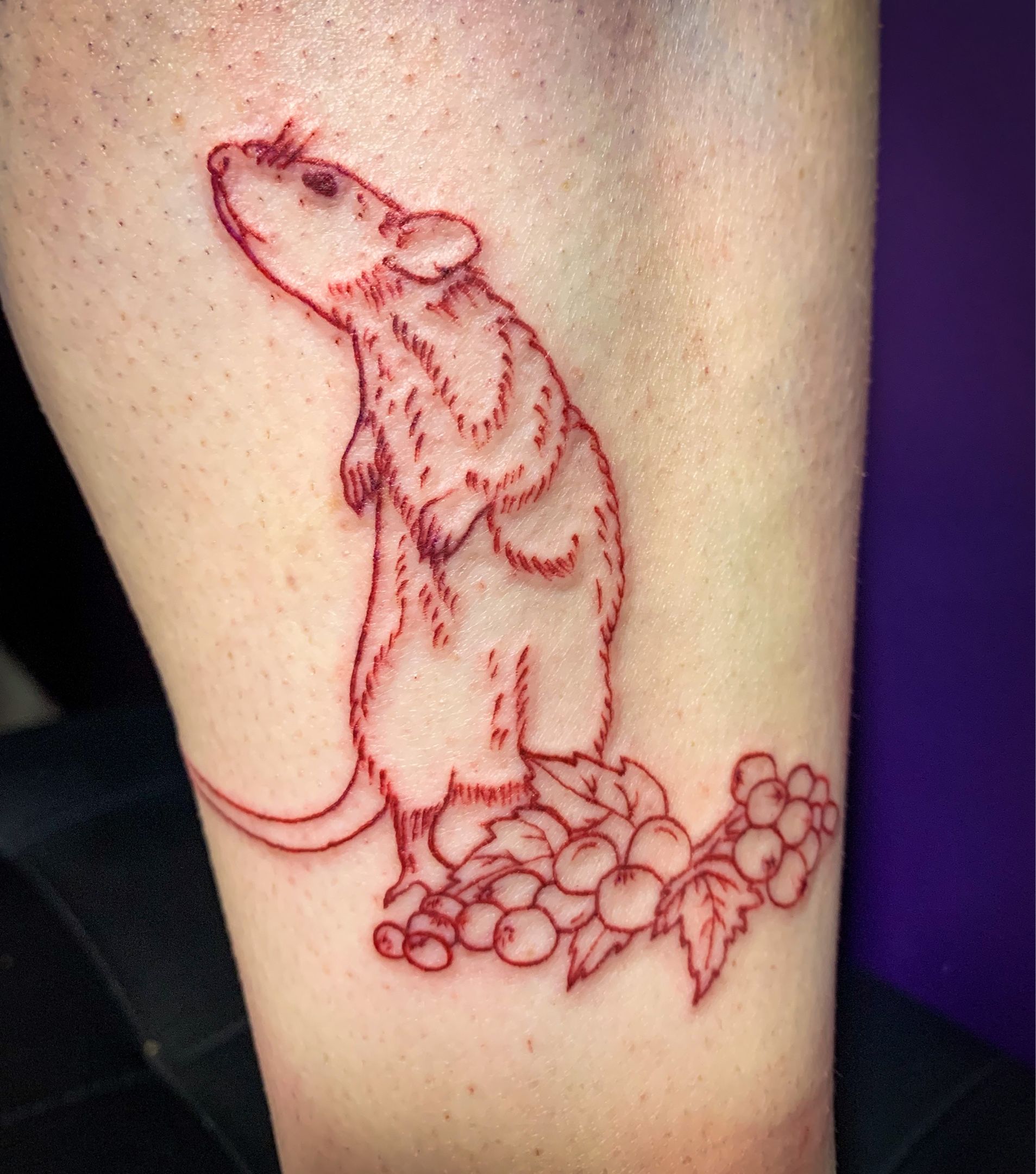 tattoos#tattoo#ratking#rattattoo#rats#fineline#adelaidetattoos#adelai