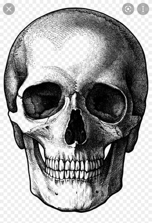 Fine line vintage skull
