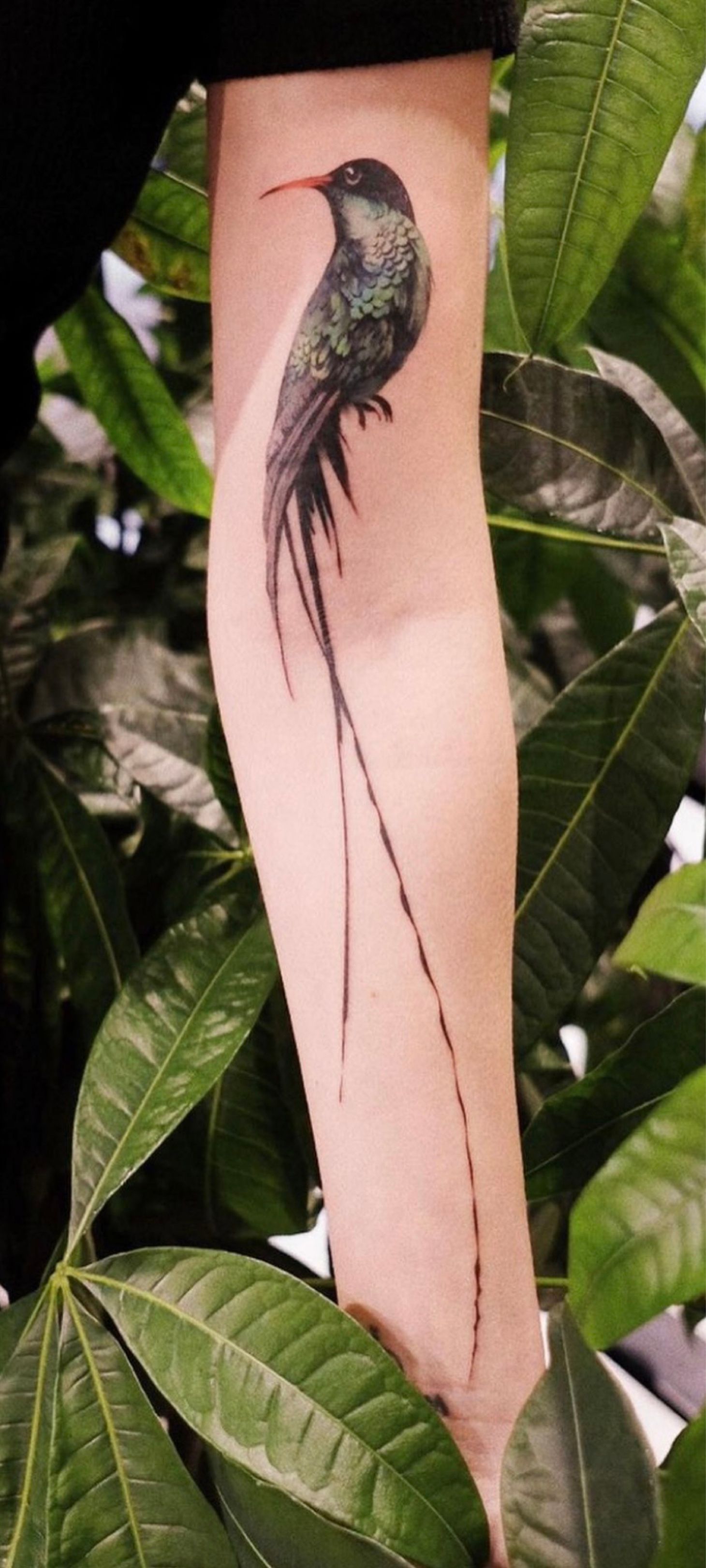 Tattoo uploaded by Robin LC  Doctor bird  Tattoodo