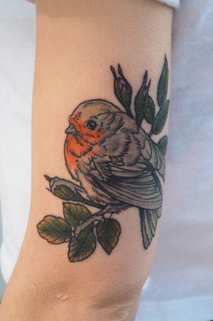 robin, bird 