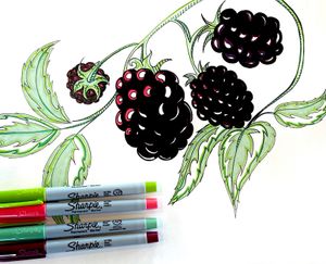 Neo traditional blackberries 