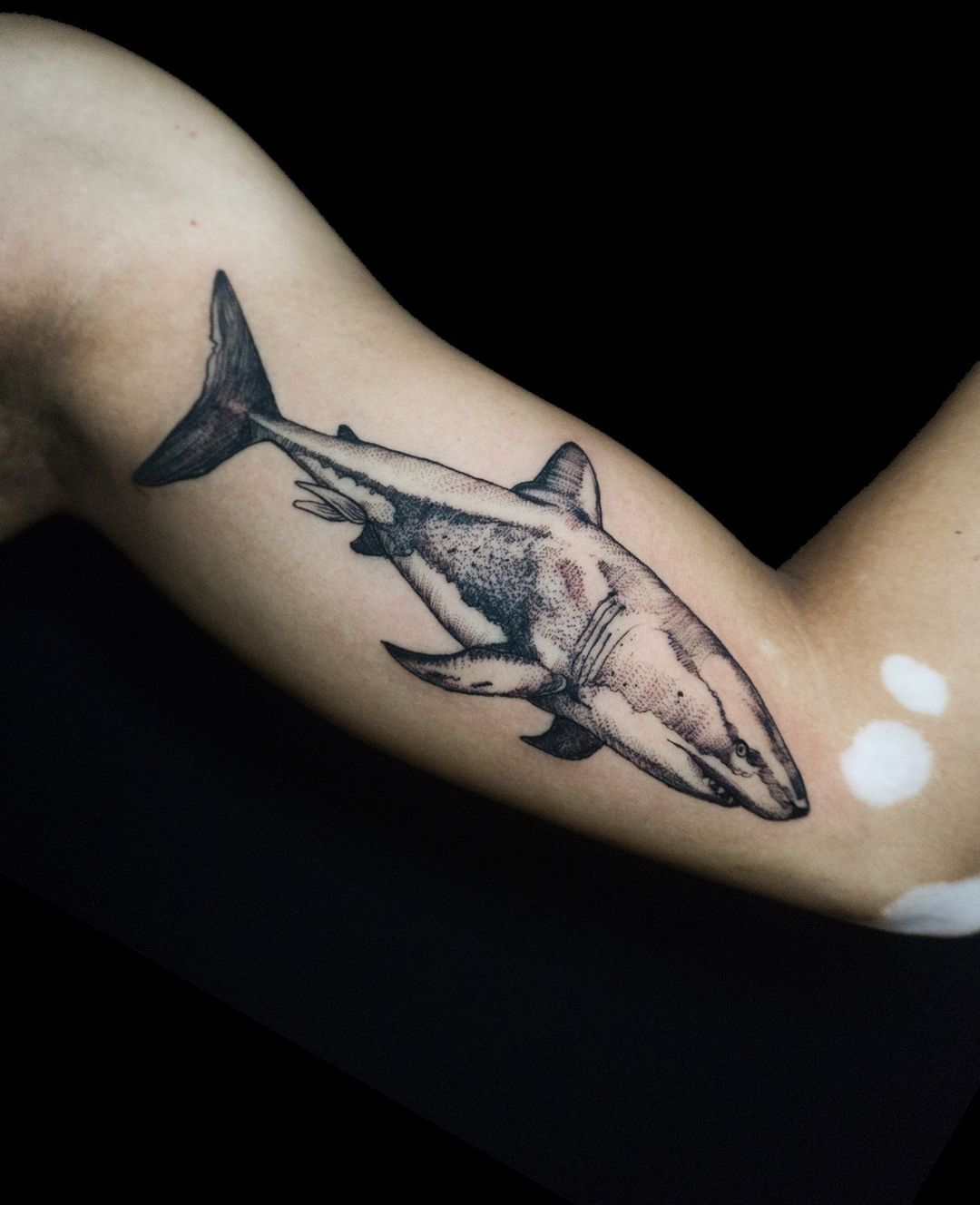 Nurse Shark From Above at Night, Underwater Wildlife Photography Print -  Etsy