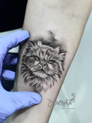 Gato persa#mascota #gato #tatuajesgatos