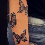 Swallowtail butterflies 
