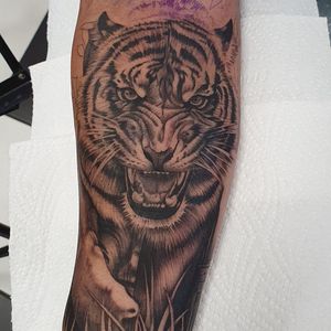 Black and gray illustrative tiger tattoo on forearm by Dani Mawby, showcasing the beauty and strength of the majestic animal.