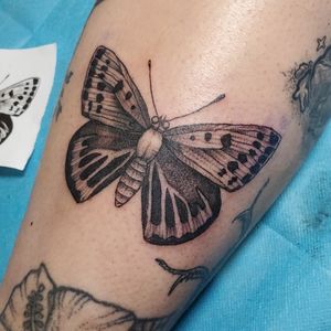 Black and grey butterfly