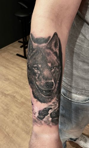 Wolf in progress, nature, river, animal