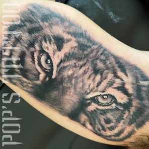 Tiger Eyes - black and gray tiger