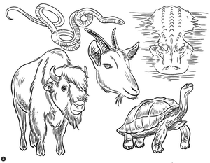 Bison, Snake, Tortoise, Goat, Aligator! Each available together or individually.