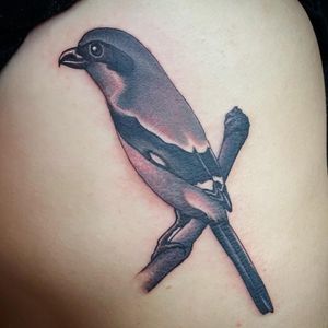 Get a stunning blackwork bird tattoo on your upper leg in Miami. This illustrative design will surely make a statement.