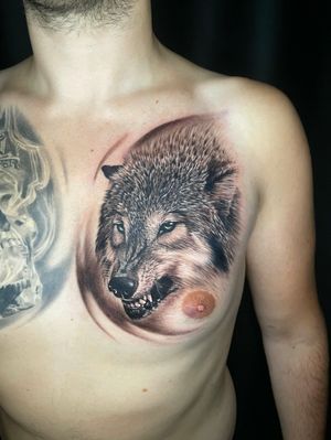 Realistic wolf. Done by Janis Andersons. Riga, Latvia. 