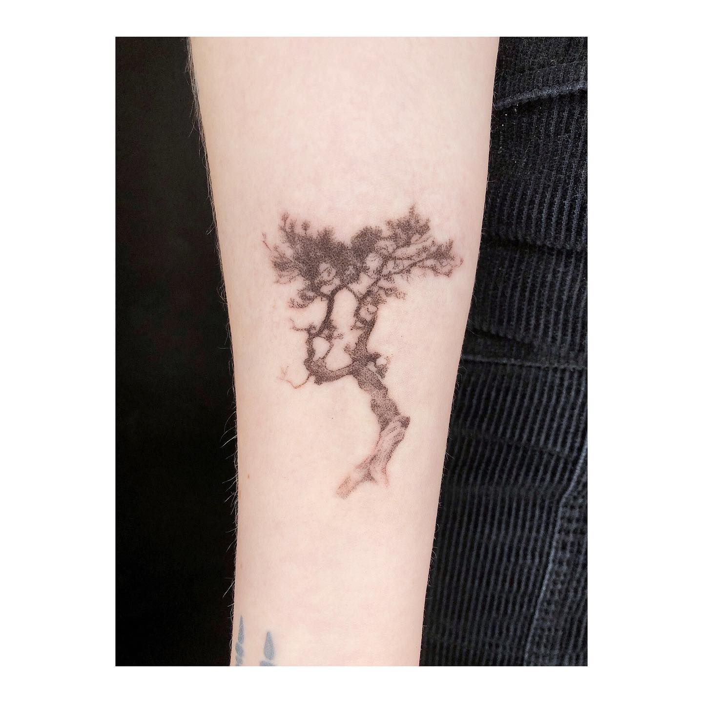 125 Tree Tattoo Ideas with all their Meanings Trees for Tattoos Gallery   Tattoolicom