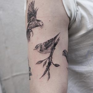 A stunning blackwork tattoo of a bird design on the upper arm, created by the talented artist Jamie B.