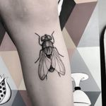 #totemica #buioOmega #tattooshop #tattoostudio #custom #tattooing #verona #italy #black #fly #flies #flyonthewindscreen #insect #tattoo #blackclaw #blacktattooart #tattoolifemagazine #tattoodo #blackworkers #blackwork