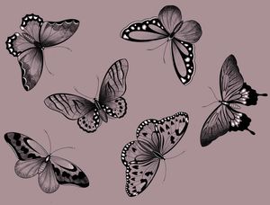 AVAILABLE BUTTERFLIES