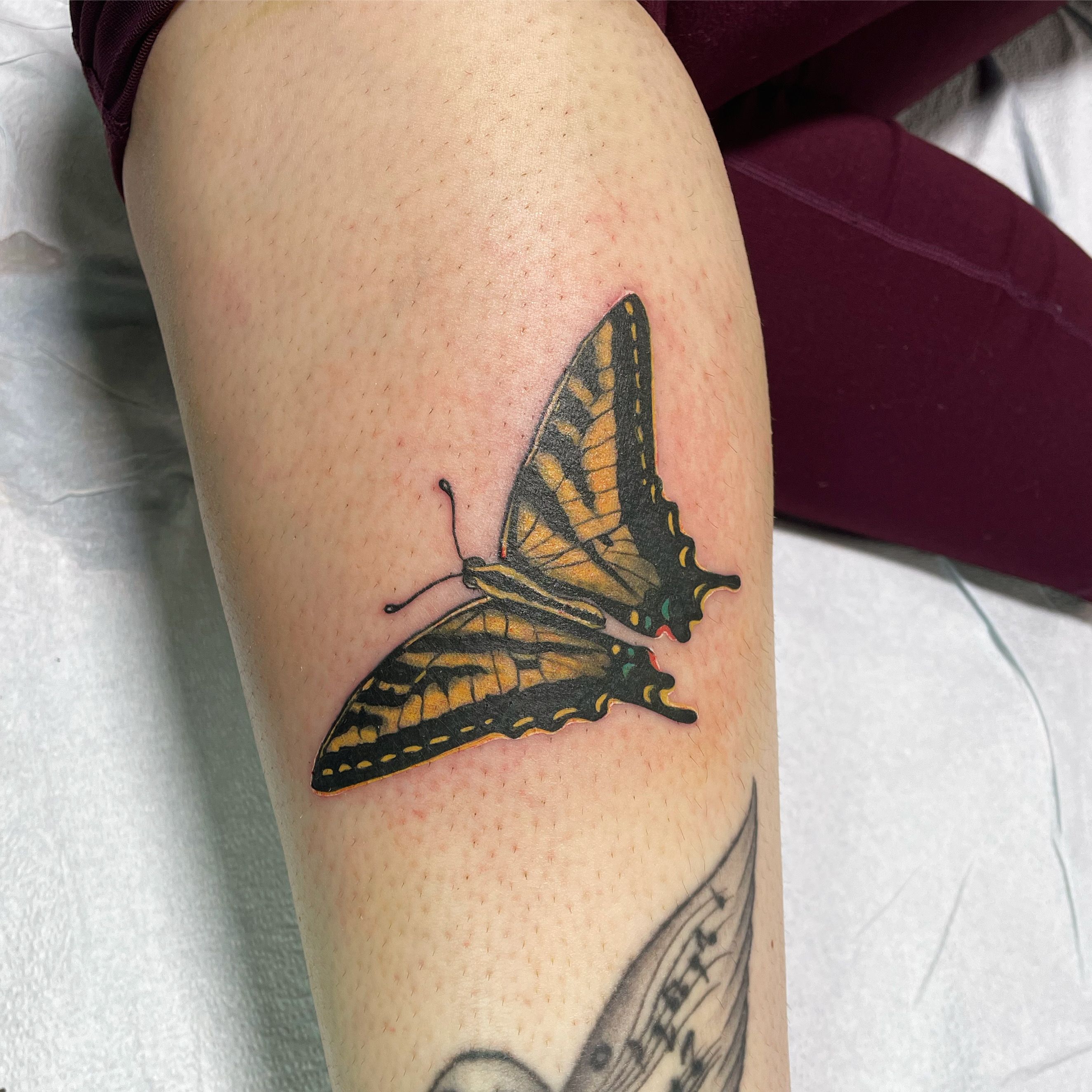 Free Vectors  Swallowtail butterfly for tattoos