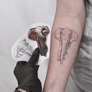 Polina's blackwork design featuring a detailed, majestic elephant on the forearm. A timeless piece of art.
