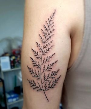 Fern leaf tattoo