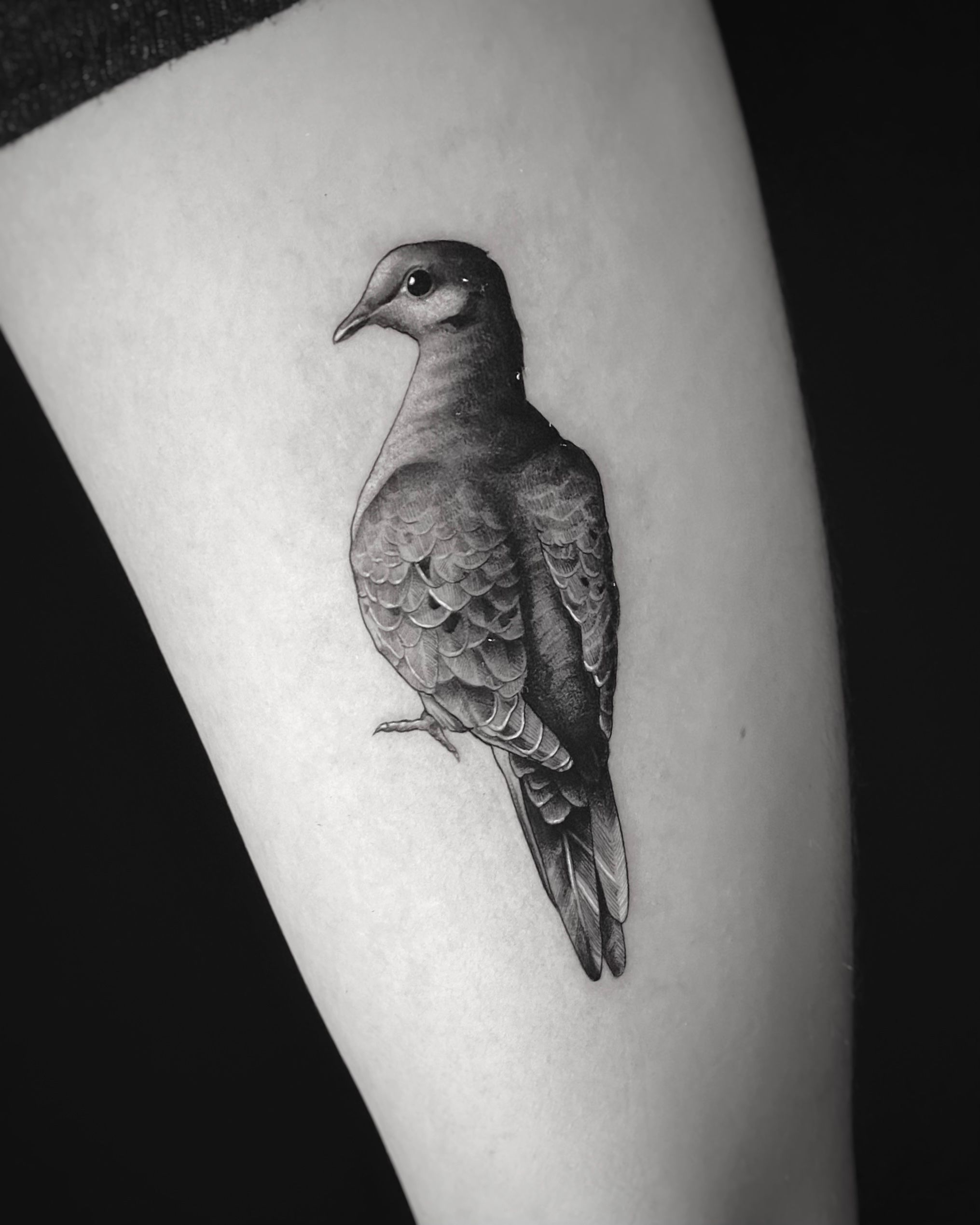 25 Best Dove Tattoos