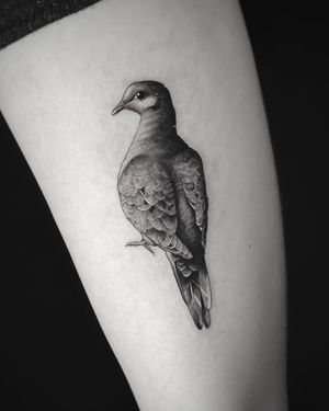 Mourning dove micro realism tattoo
