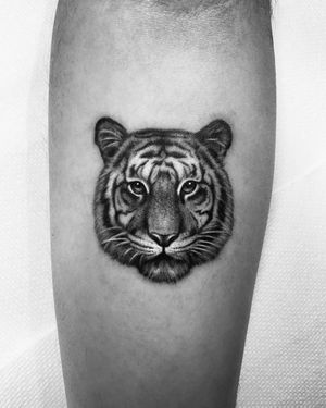 Micro realistic tiger tattoo