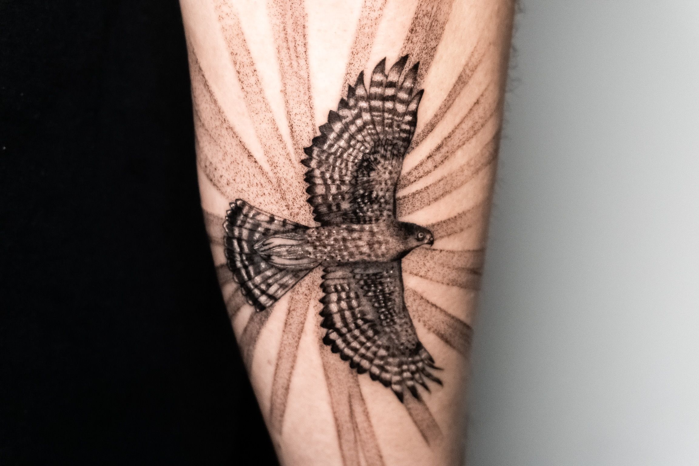 Red-Tailed Hawk Temporary Tattoo - Cast a Stone