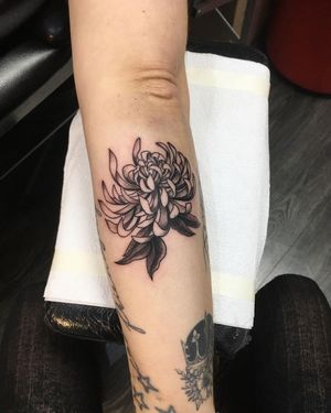 Beautiful blackwork tattoo of a chrysanthemum flower done by talented artist Natalie Lucia.