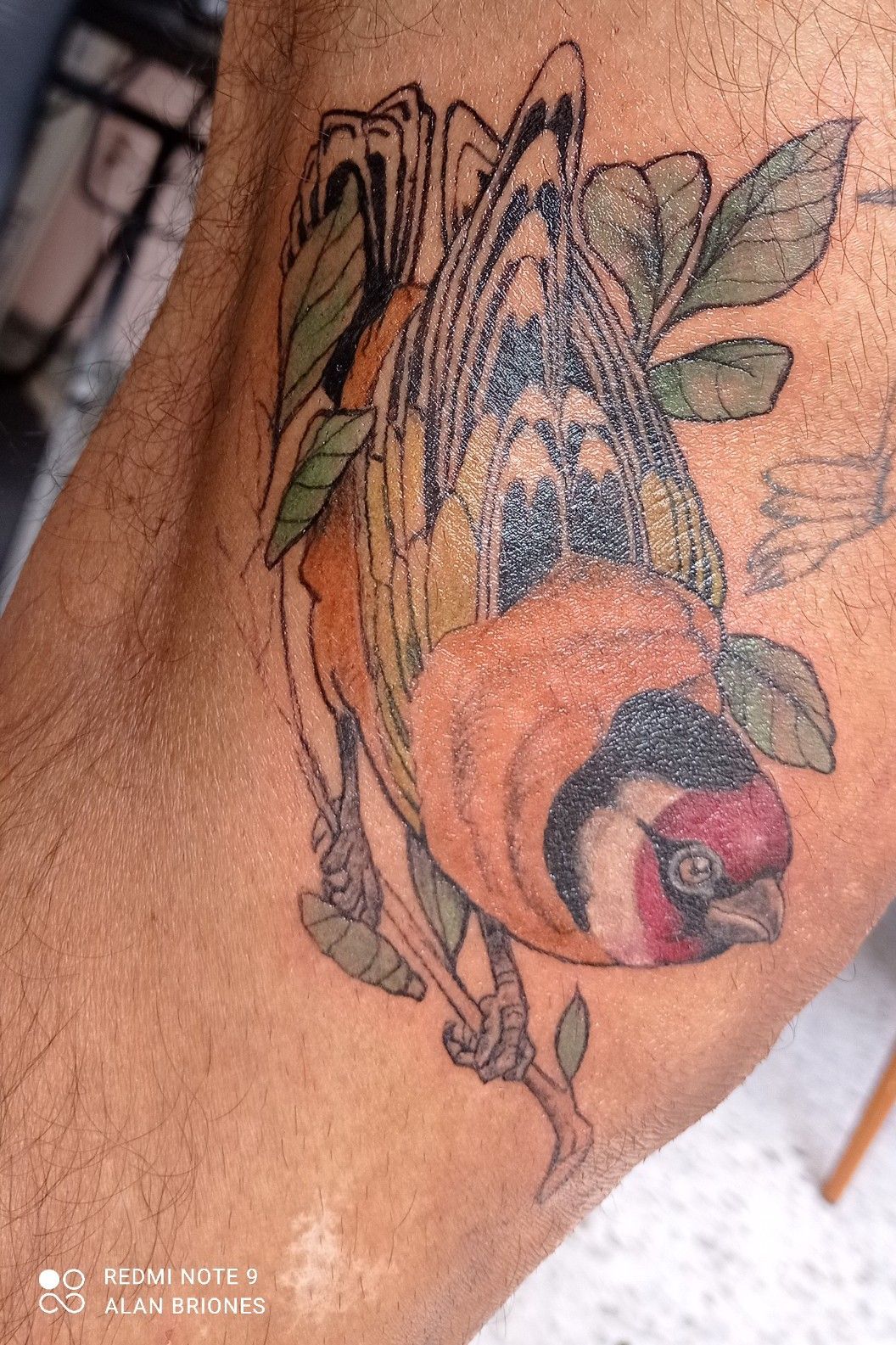 Gold finch I started to day#tattoo #tattoooftheday #goldfi… | Flickr