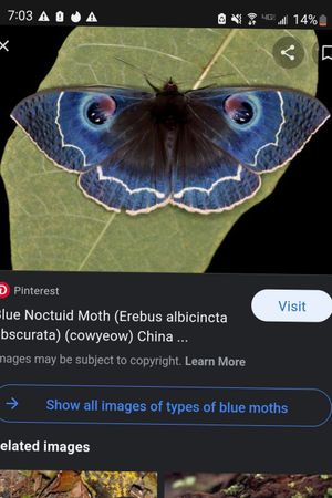 I think this is the moth I want