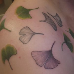 More ginkgo leaves