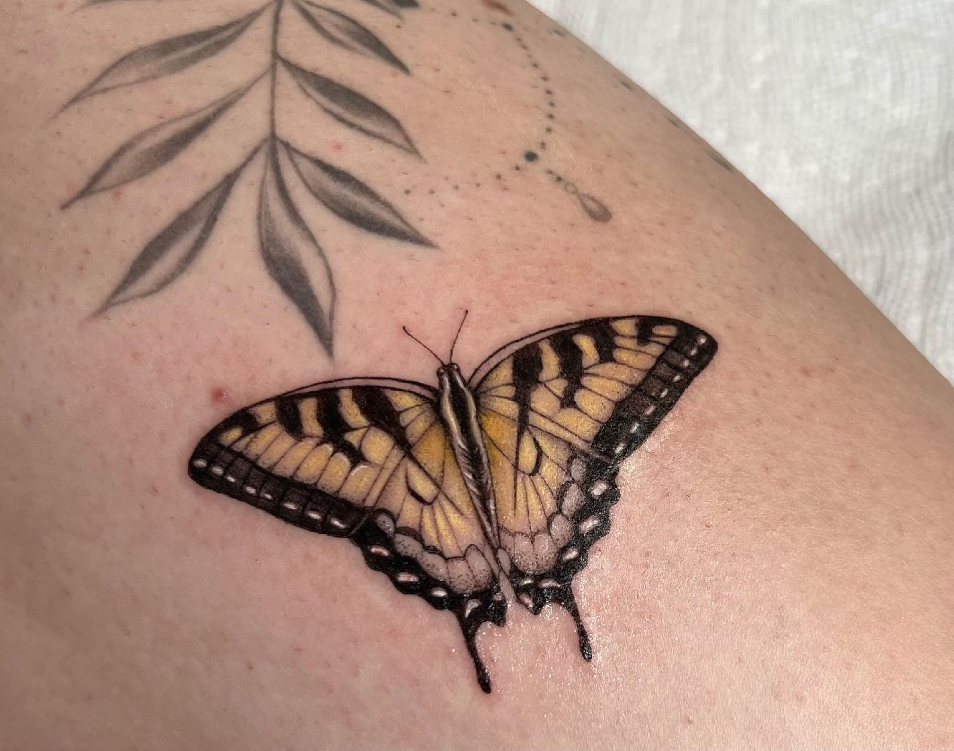 My Little Needle Tattoos  Tiger swallowtail butterfly created by vffoxx  Do you have a favorite butterfly tattoo tattoos blackandgreytattoo  bngtattoo butterfly butterflytattoo insecttattoo naturetattoo  minimaltattoo michigantattooers 