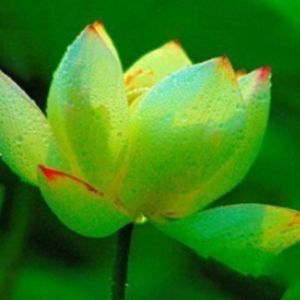 Flor de loto 