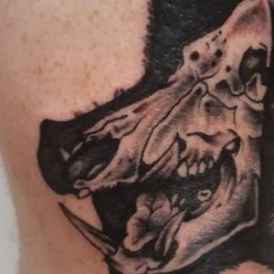 Close up boar tattoo 