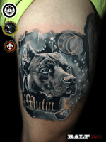 Pitbull tattoo / Dog tattoo/black and gray tattoo 