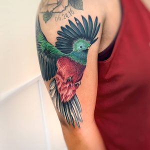 Get a stunning illustrative bird tattoo on your upper arm, expertly done by tattoo artist Daniel Verdysh.
