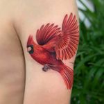 Cardinal Tattoo