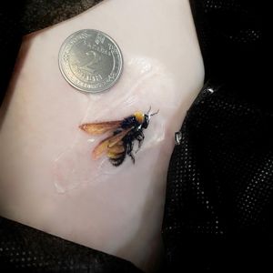 Nicole Histon's stunning realism tattoo of a bee on the ribs showcases intricate detailing and expert shading.