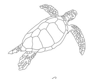 Sea turtle flash