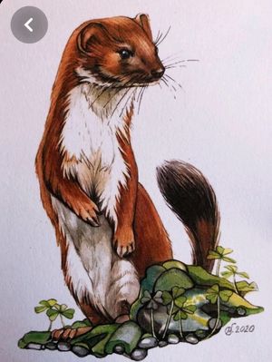 Watercolor weasel