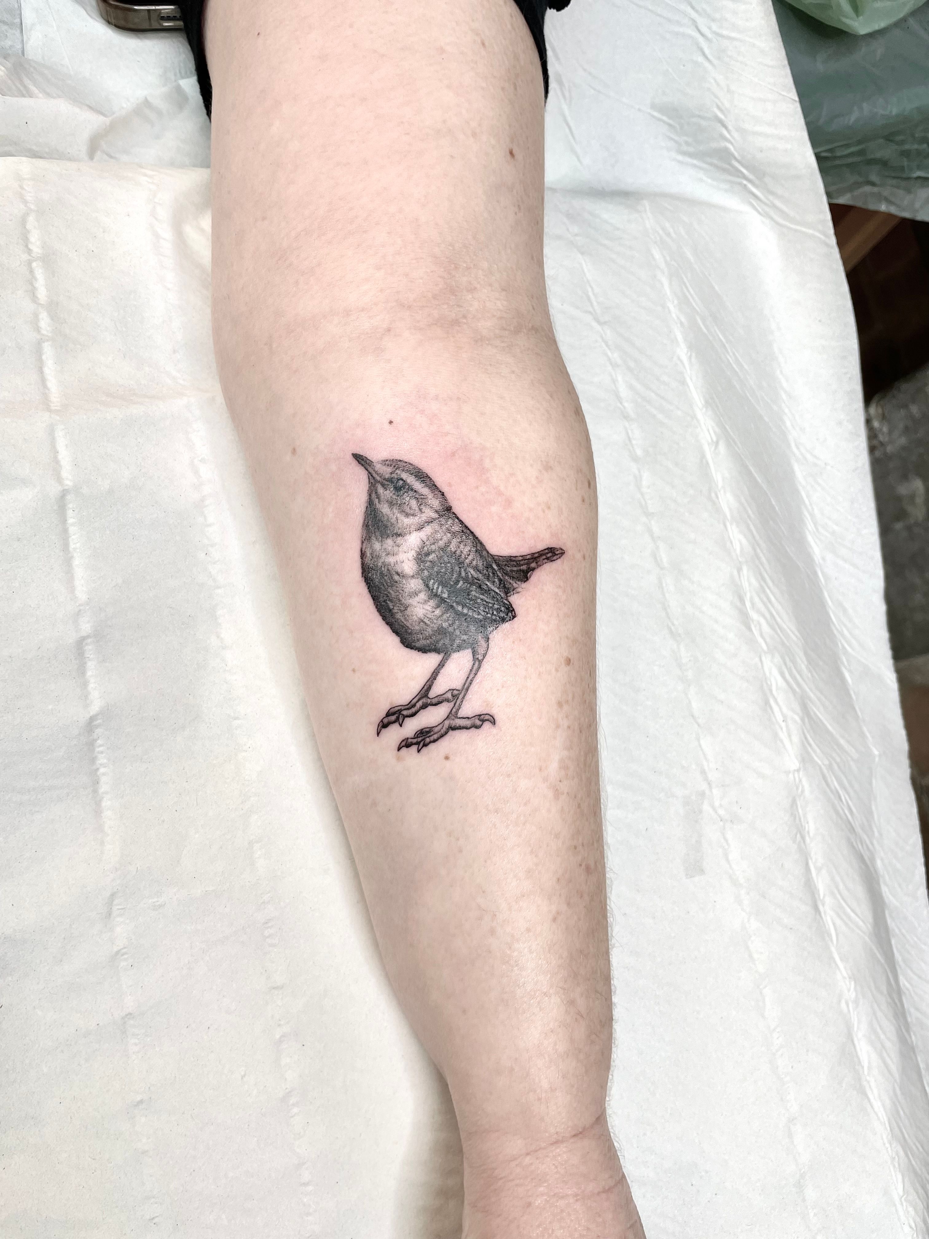 Bone Shaker Tattoos and Body Art  A little blue Wren from last year done  by Tom tomquinert bird birds nature animal feather shading tattoo  tattoos tattooing tattooist tattooed tat instatattoo ink 
