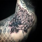 Chrysanthemum