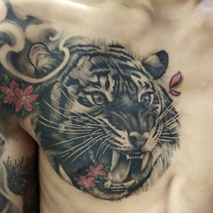 Capture the powerful beauty of a tiger surrounded by delicate cherry blossoms in this stunning black and gray chest piece by Avi.