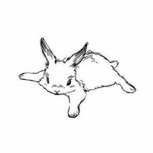 Little bunny 🤍