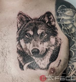 Wolf on the chest