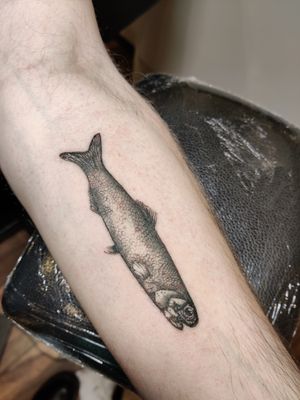 Get a stunning black and gray micro realism fish tattoo by renowned artist Mary Shalla.