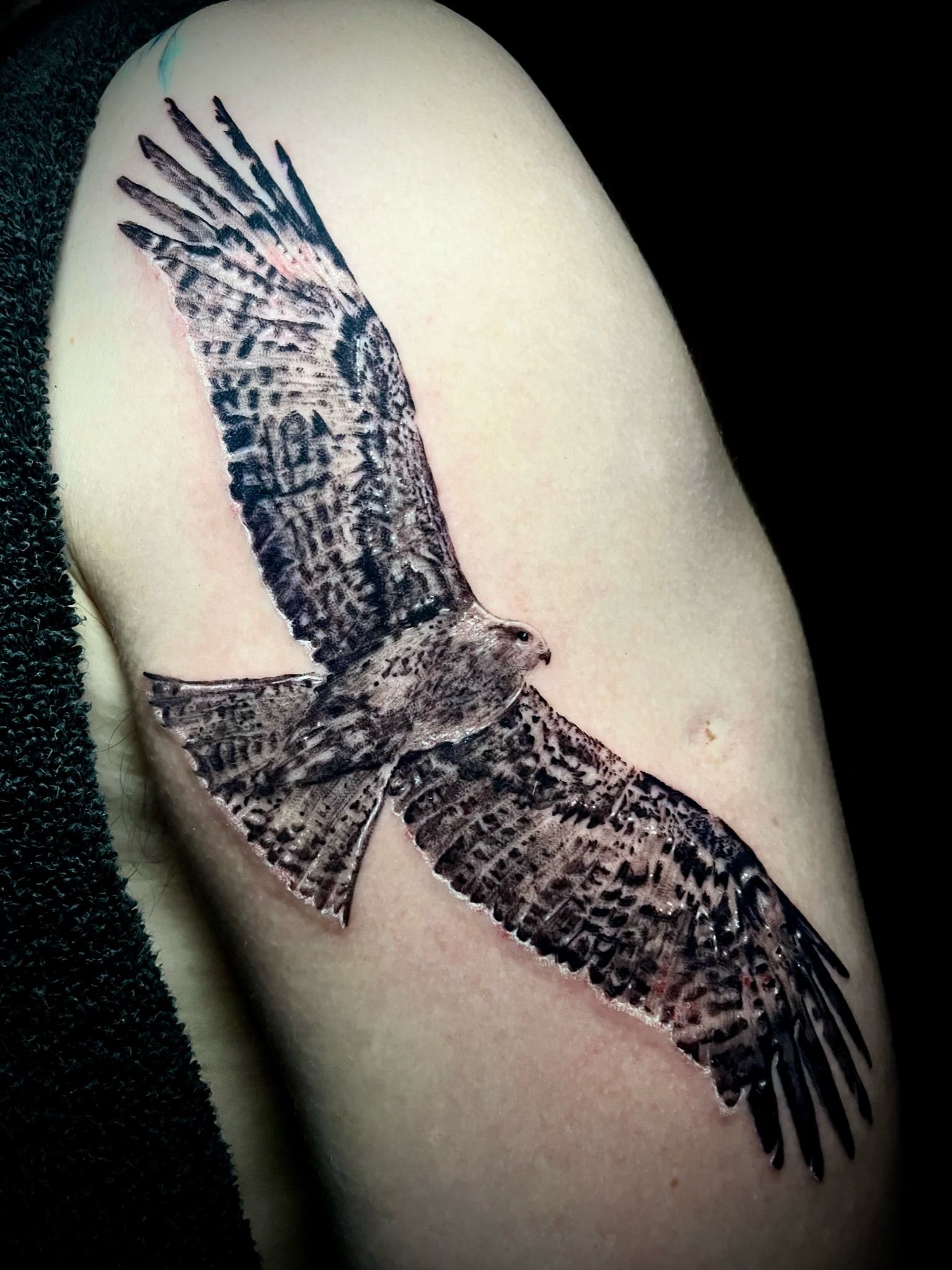 I want this Red Kite tattoo so bad  Bird tattoo meaning Birds tattoo Red  kite